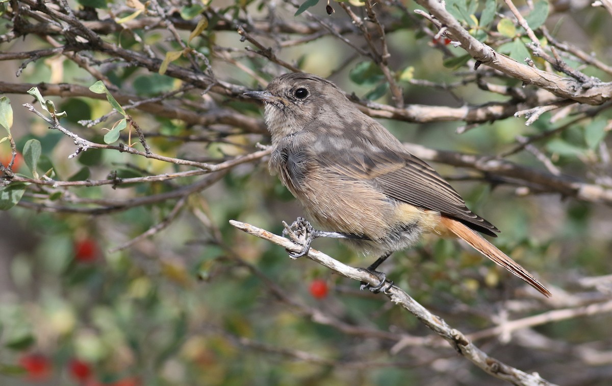 Black Redstart (Eastern) - ML180905781