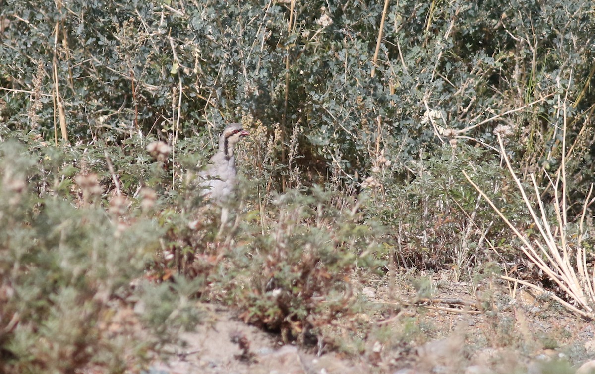 Chukar - ML180905961