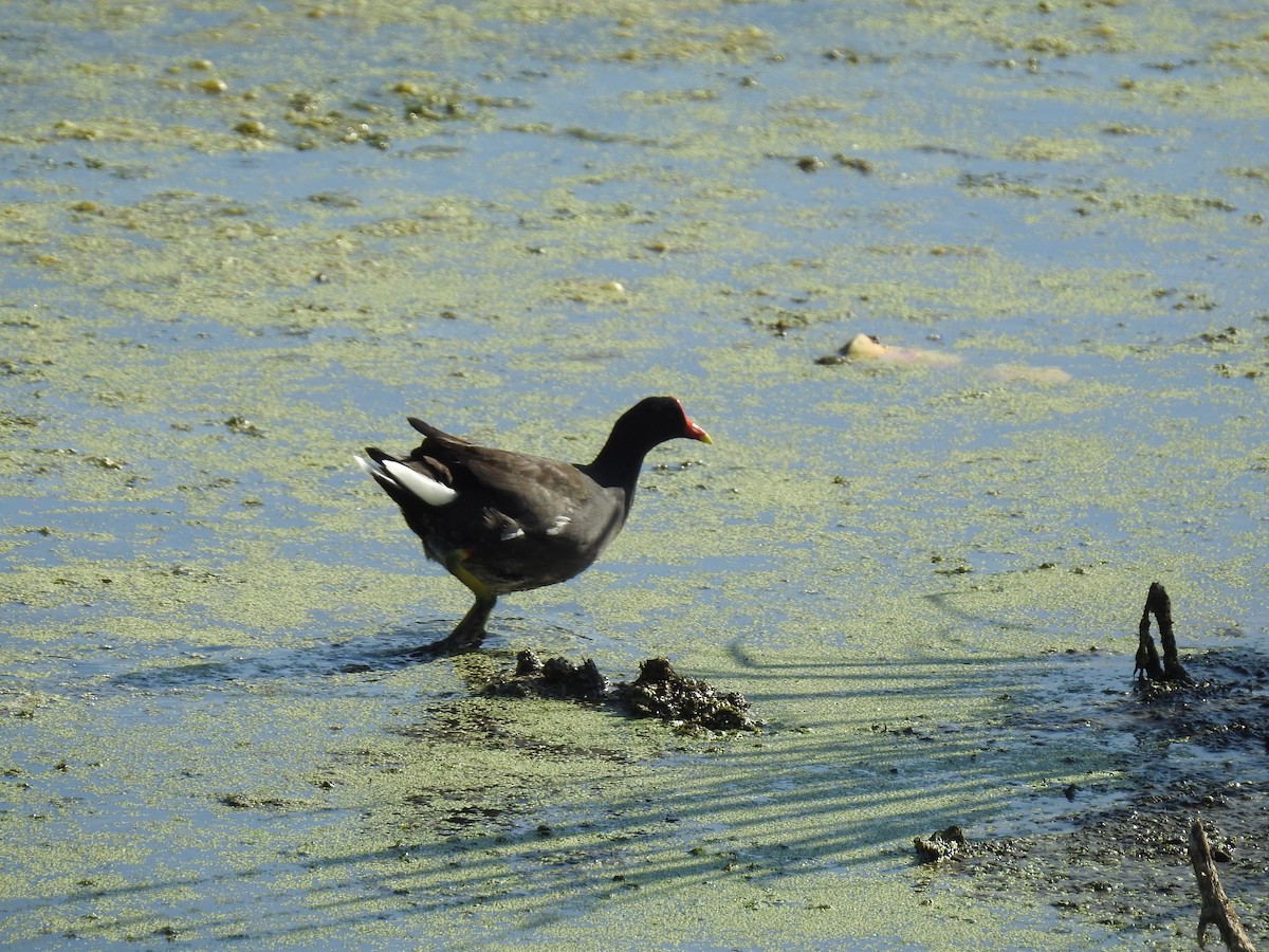 Common Gallinule - ML180907311