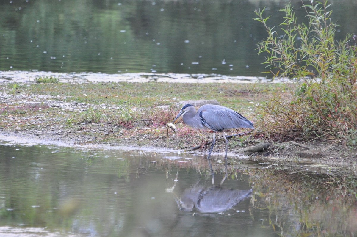 Great Blue Heron - ML180908321