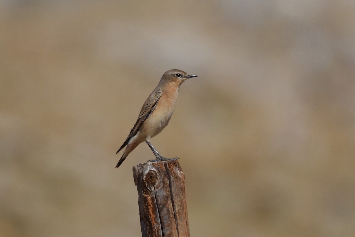 Northern Wheatear - Santiago Caballero Carrera