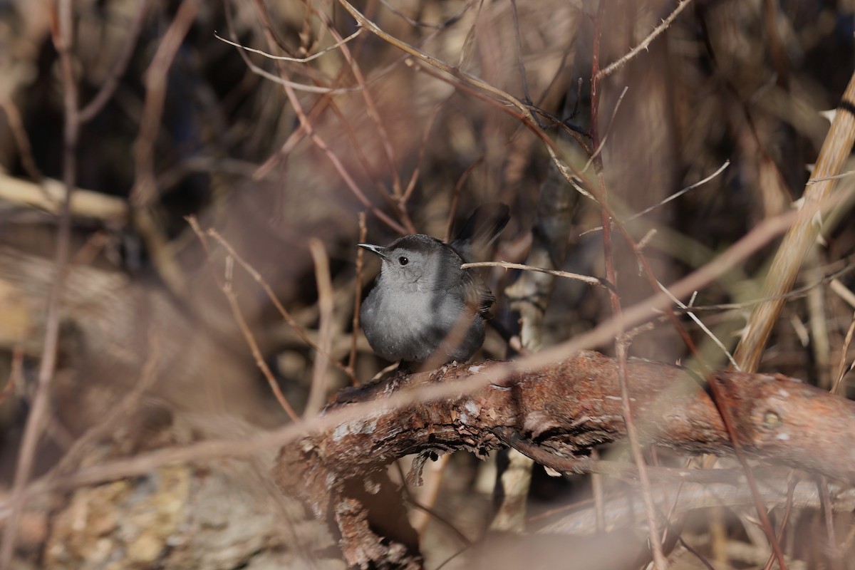 Gray Catbird - bill belford