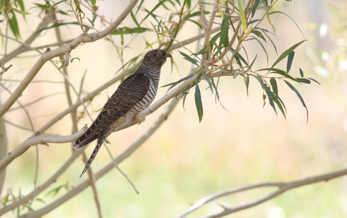 Common/Oriental Cuckoo - ML180911681