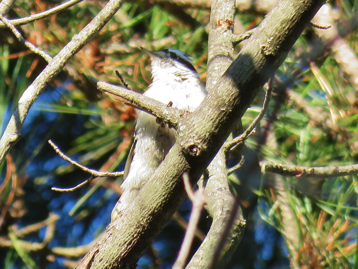 Downy Woodpecker (Eastern) - ML180912471