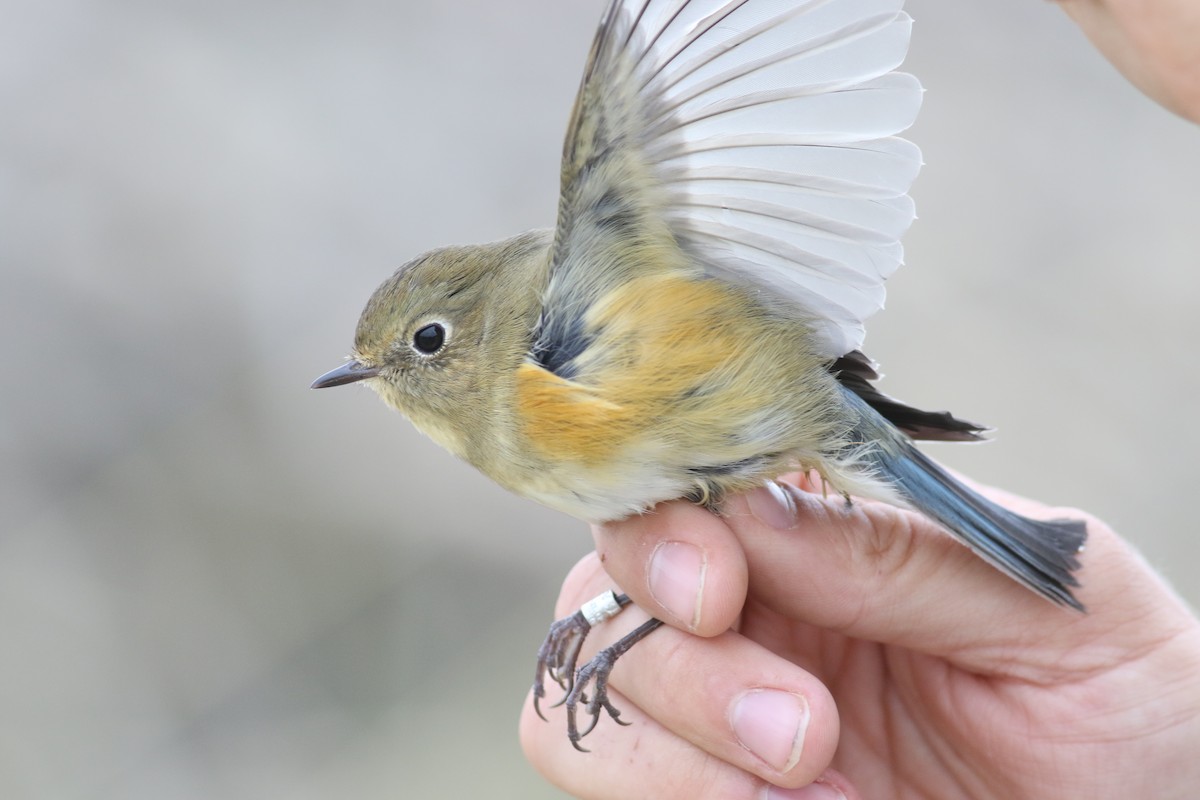 Red-flanked Bluetail (Red-flanked) - ML180912641