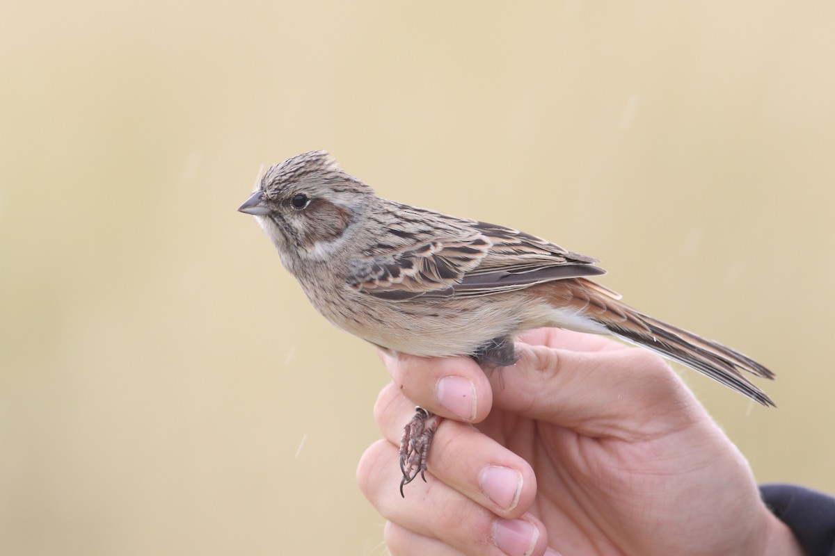 Meadow Bunting - ML180912761