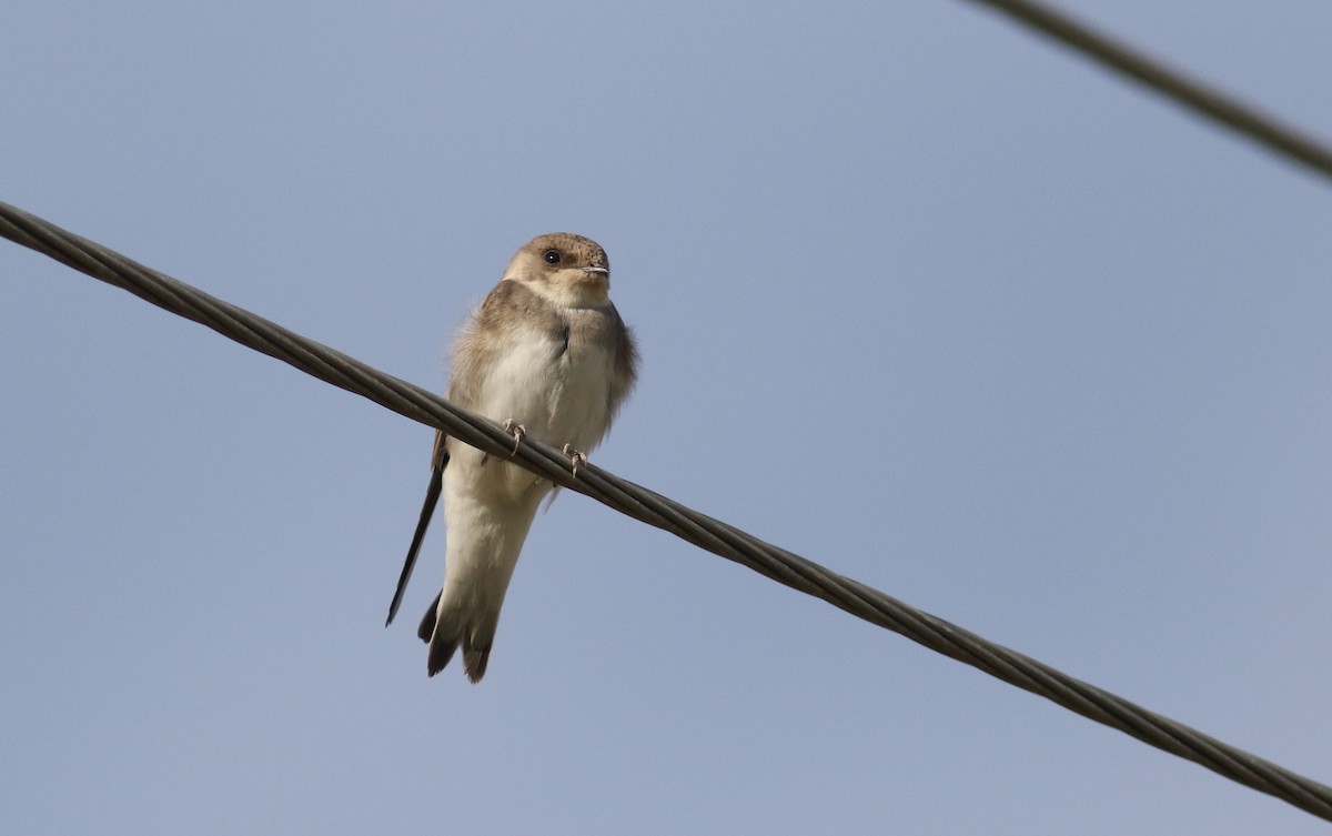 Pale Martin - ML180912811