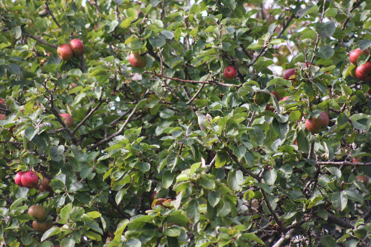 Yellow-browed Warbler - Padraig  Cullinan