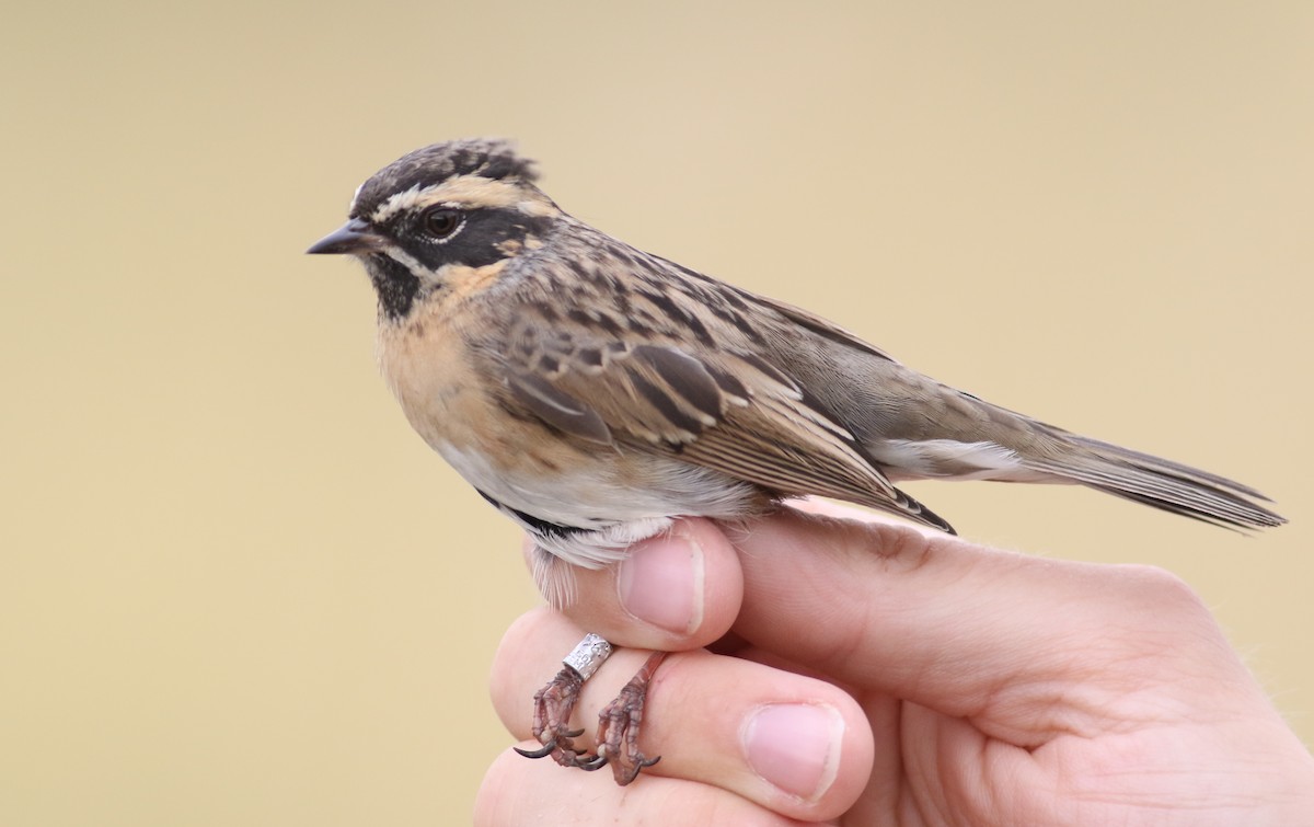 Black-throated Accentor - ML180915431