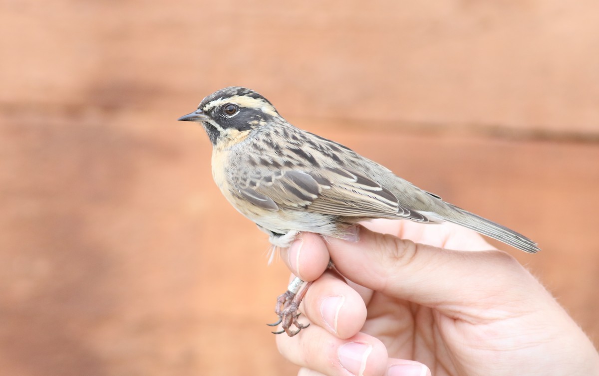 Black-throated Accentor - ML180915461