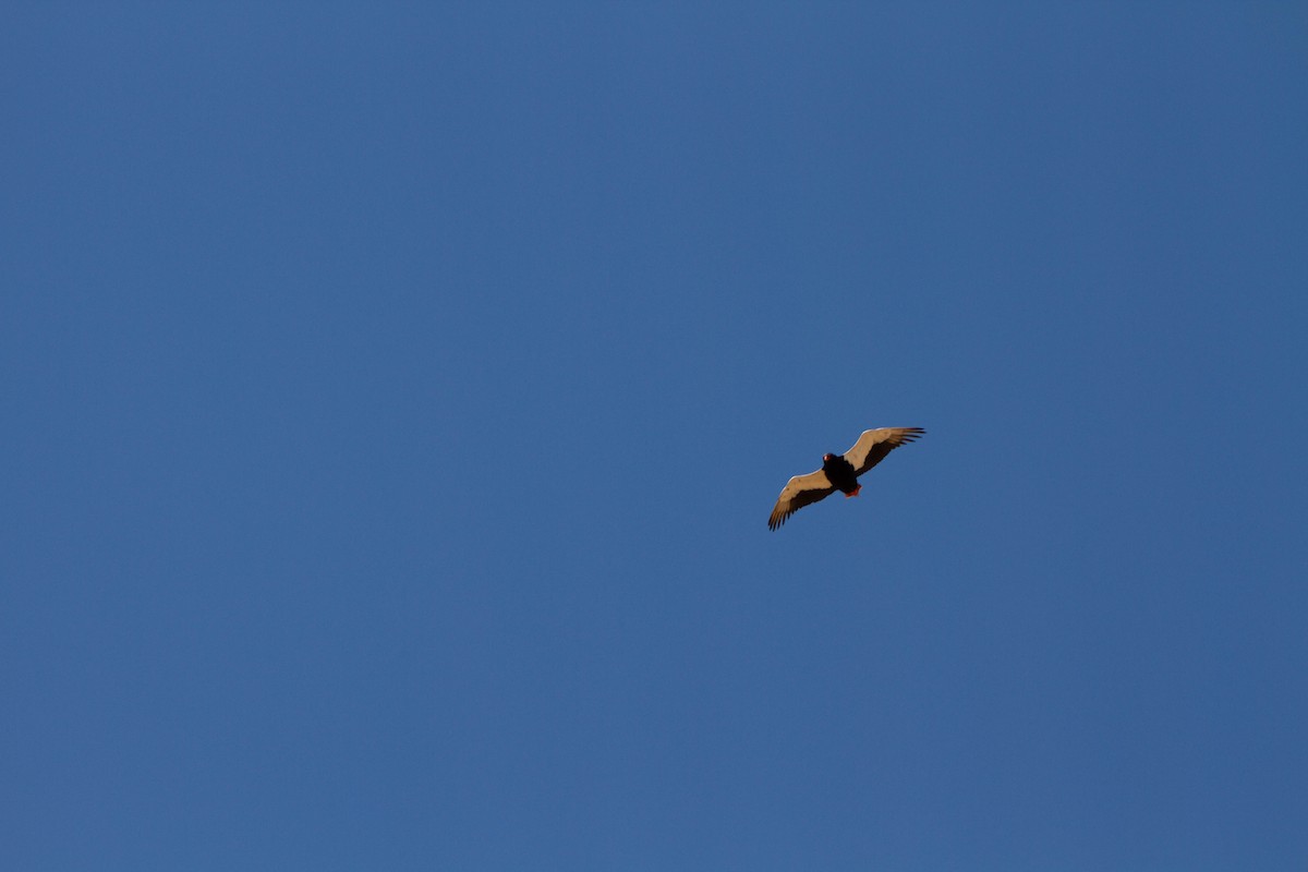 Bateleur - ML180917091