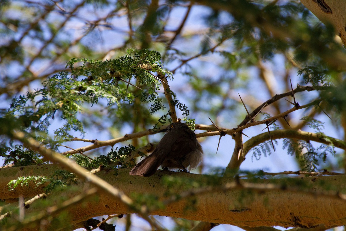 Brown Babbler - ML180919291