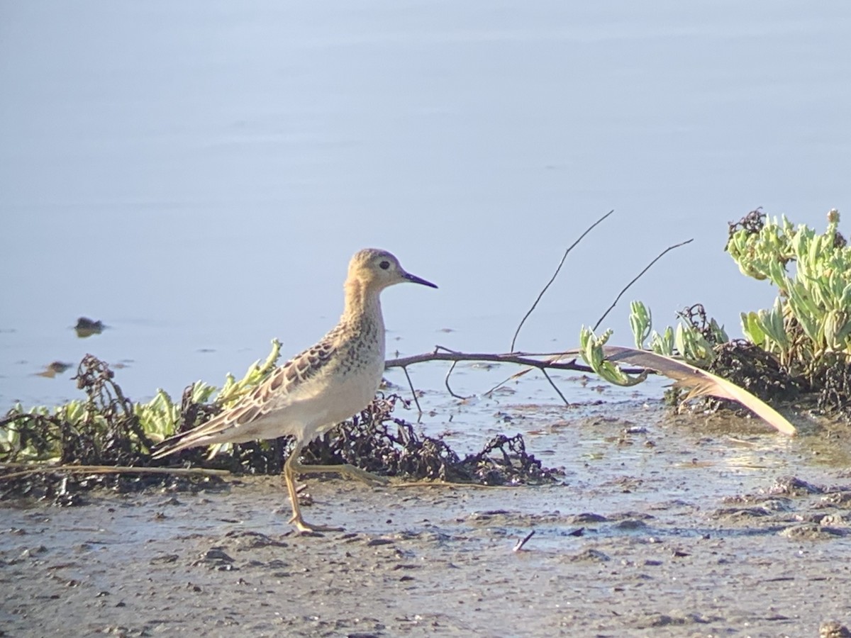 Buff-breasted Sandpiper - ML180919841