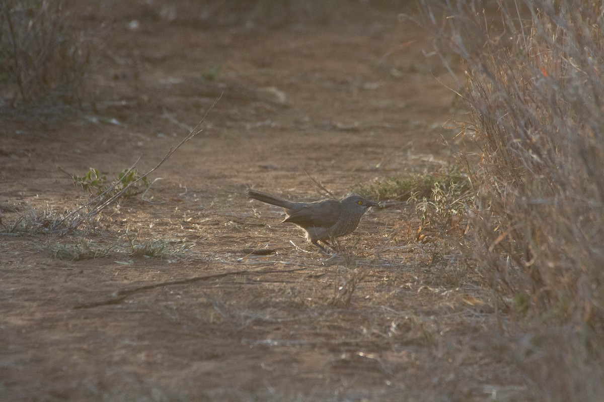 Brown Babbler - Eric Sibbald