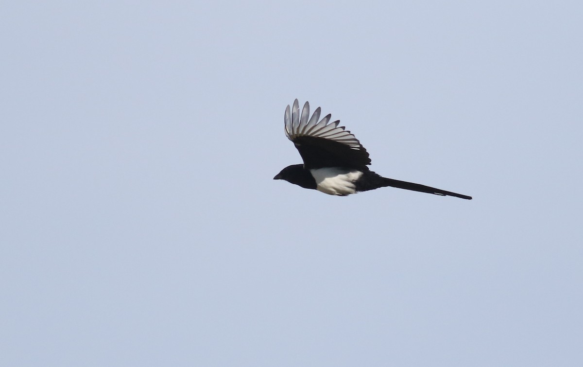 Eurasian Magpie (Eurasian) - ML180924731