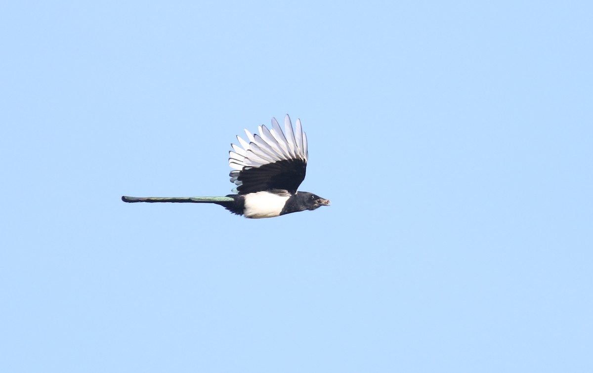 Eurasian Magpie (Eurasian) - ML180924761