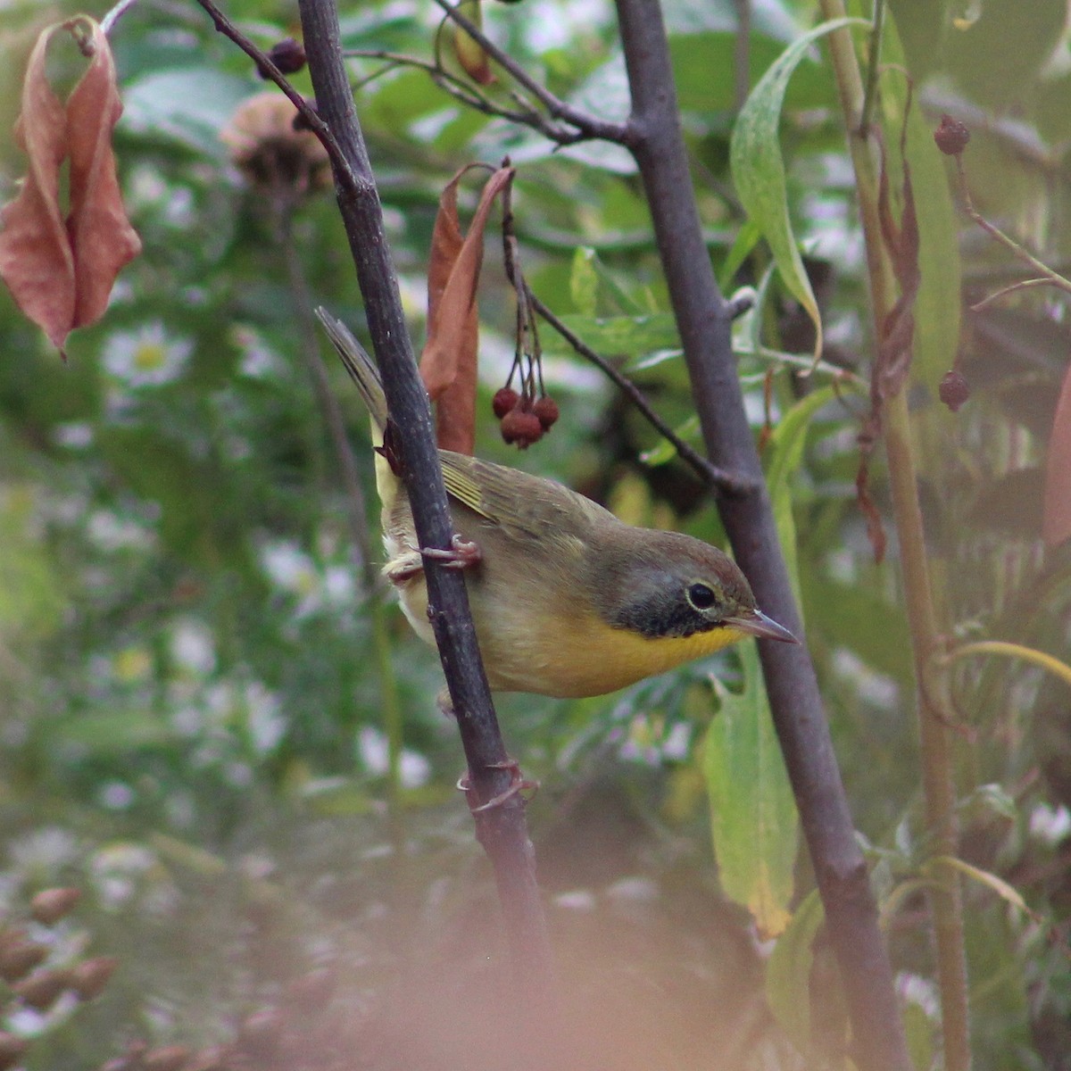 Common Yellowthroat - E R