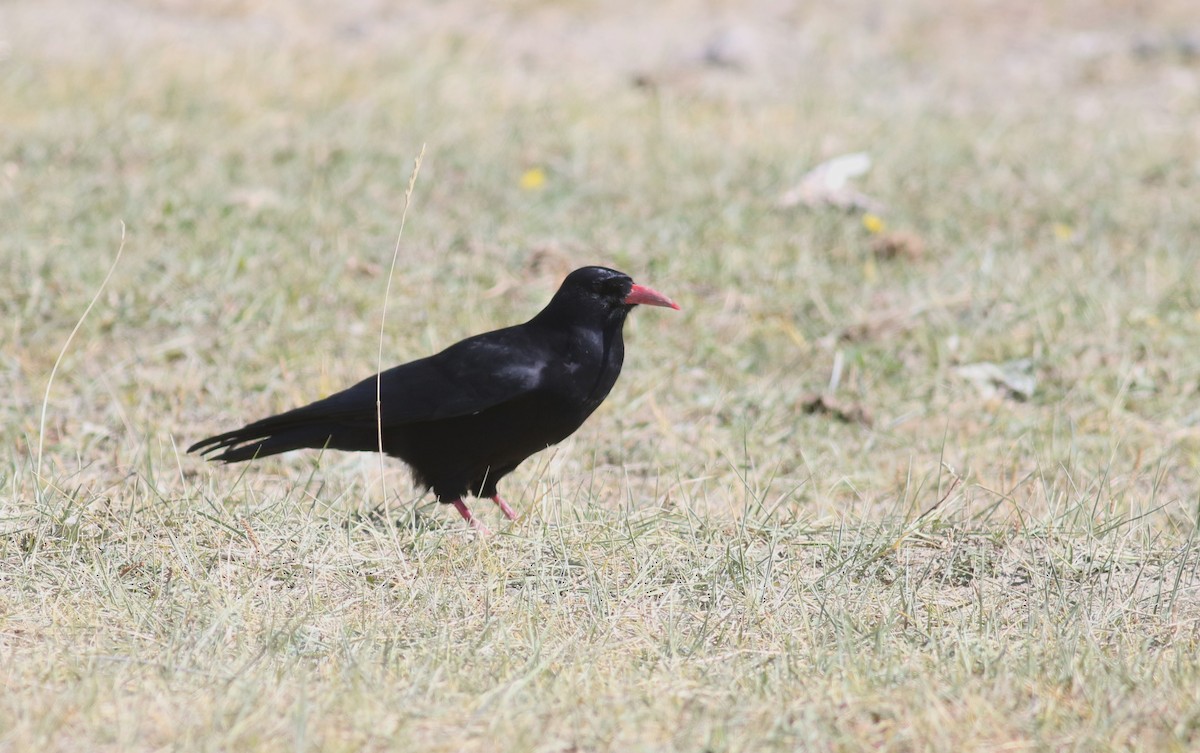 Belatxinga mokogorria [pyrrhocorax Taldekoa] - ML180926121