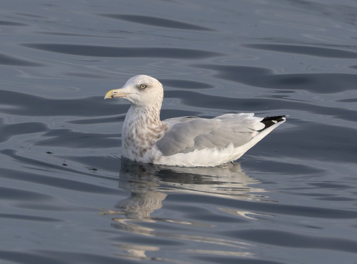 Gaviota Argéntea - ML180927151