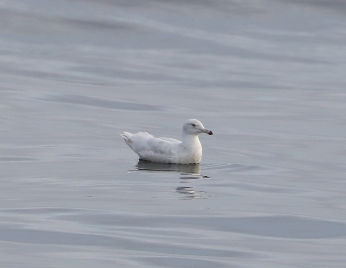 Glaucous Gull - Phil Green