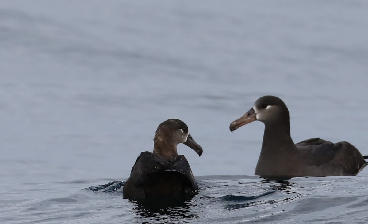 Albatros à pieds noirs - ML180927341