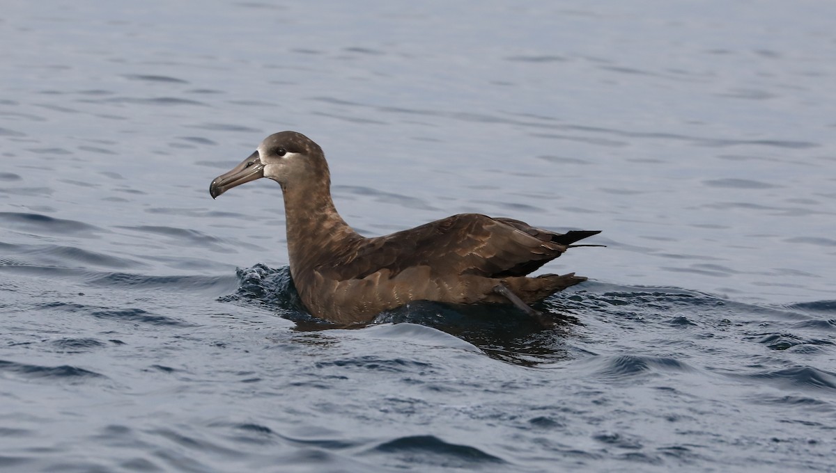 Albatros à pieds noirs - ML180927381