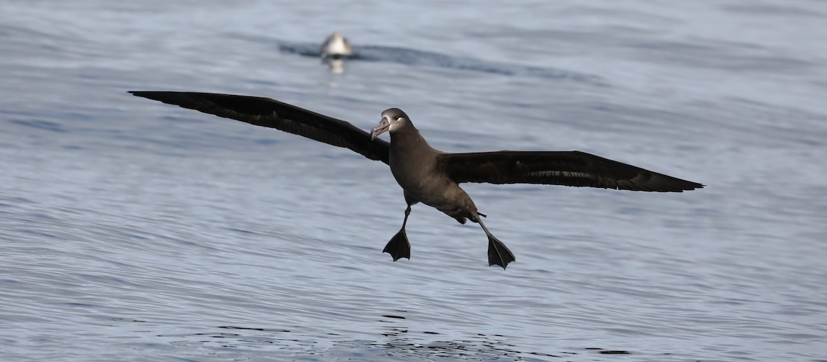 albatros černonohý - ML180927411