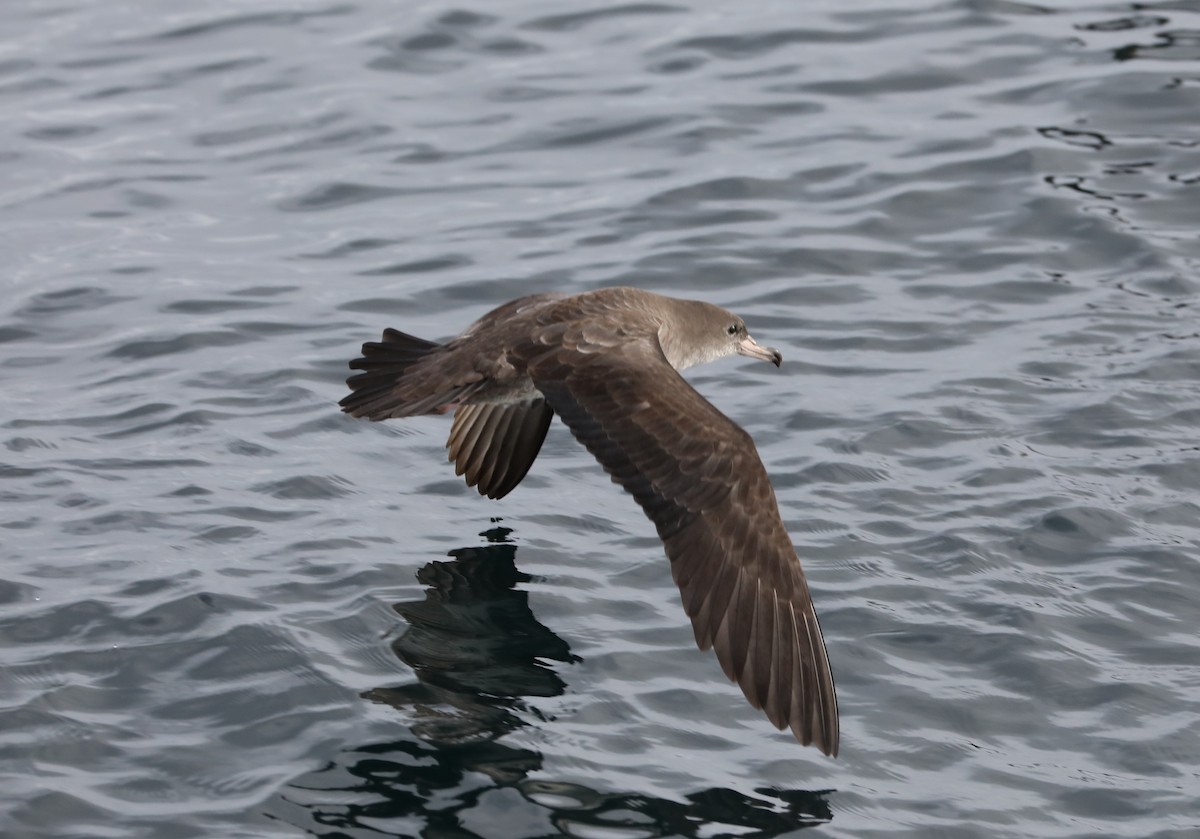 Pink-footed Shearwater - Phil Green