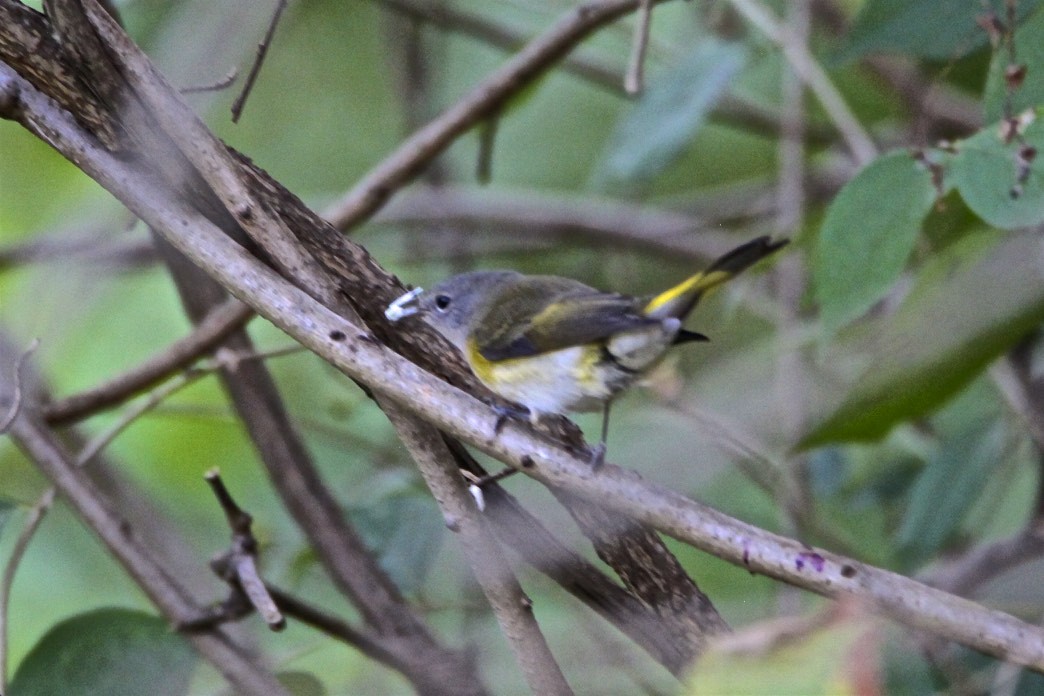 Paruline flamboyante - ML180928481