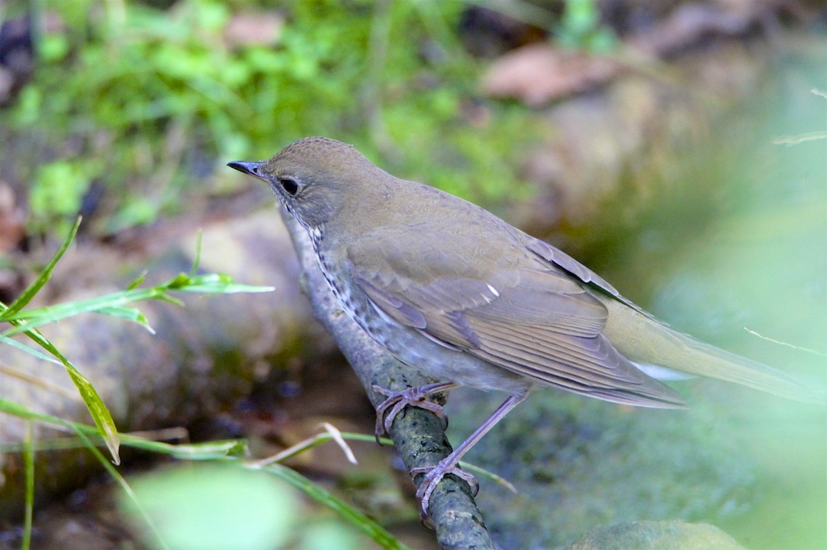 Hermit Thrush - ML180928721