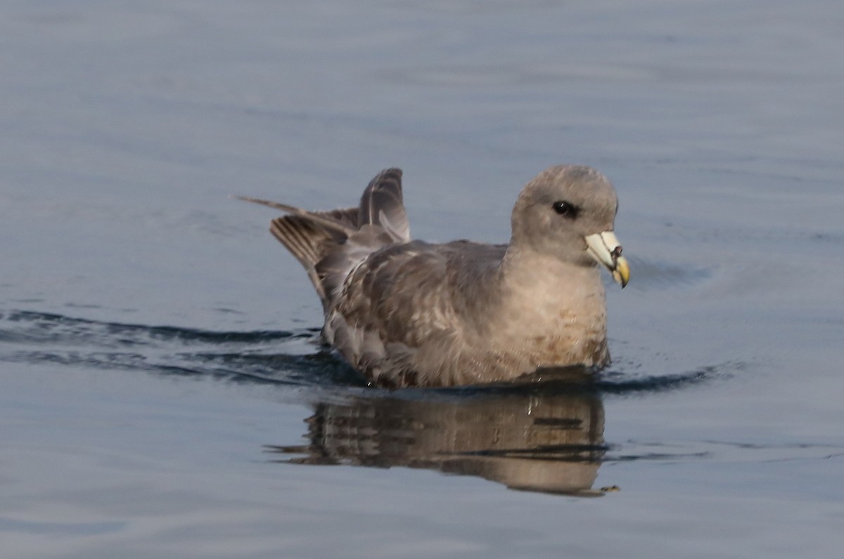 Eissturmvogel - ML180928781