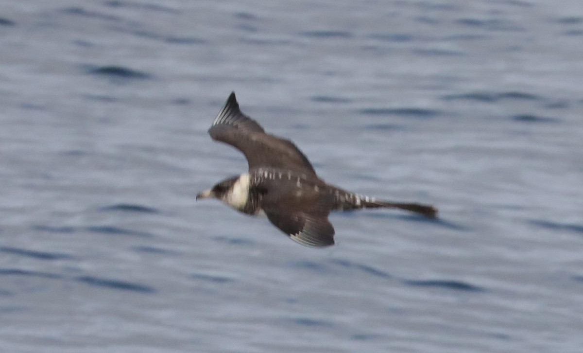 Págalo Pomarino - ML180928951