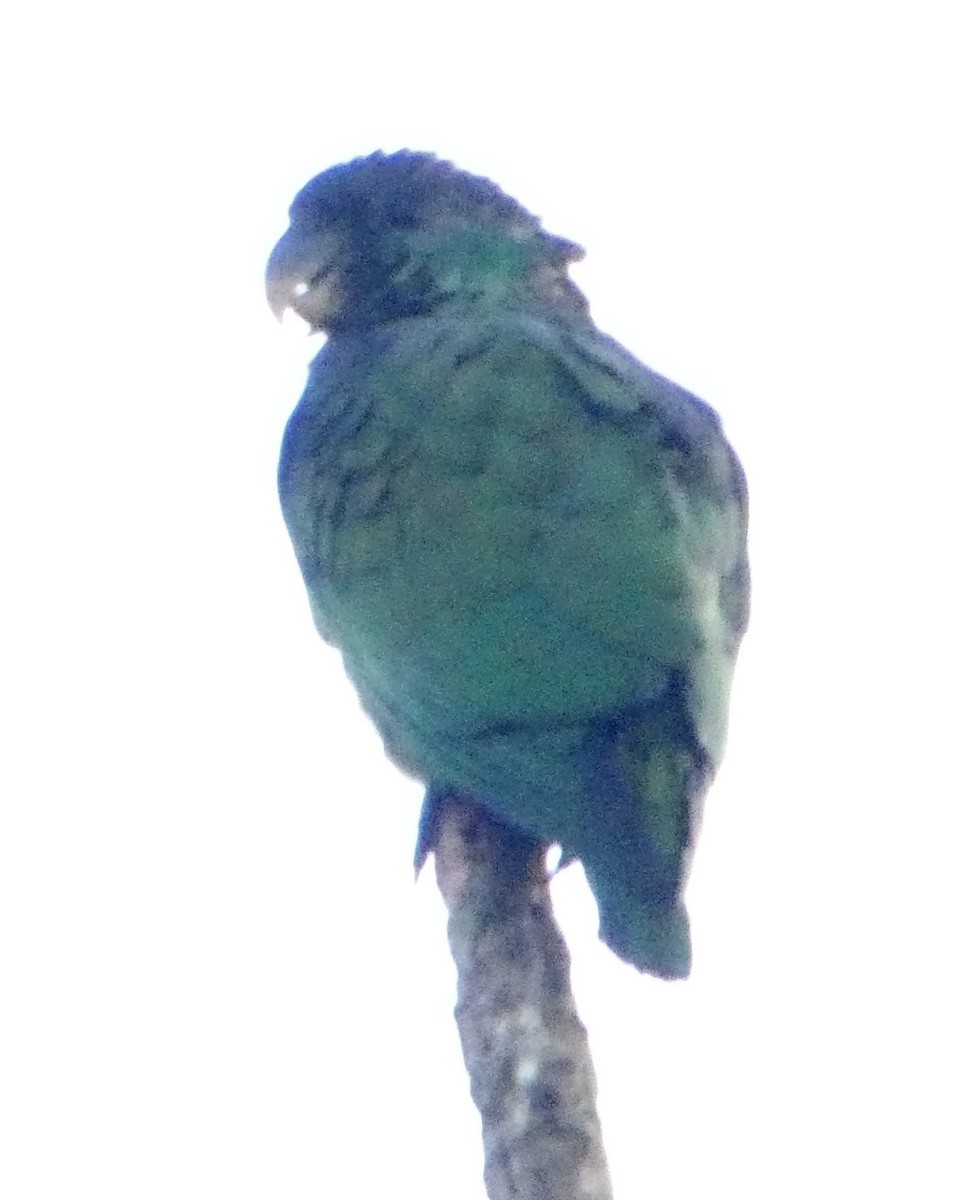 Папуга-червоногуз зеленощокий - ML180929241