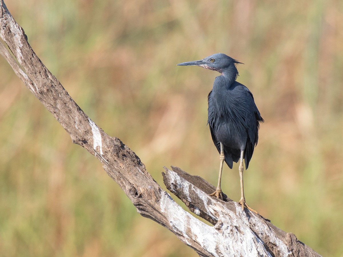Slaty Egret - ML180930211