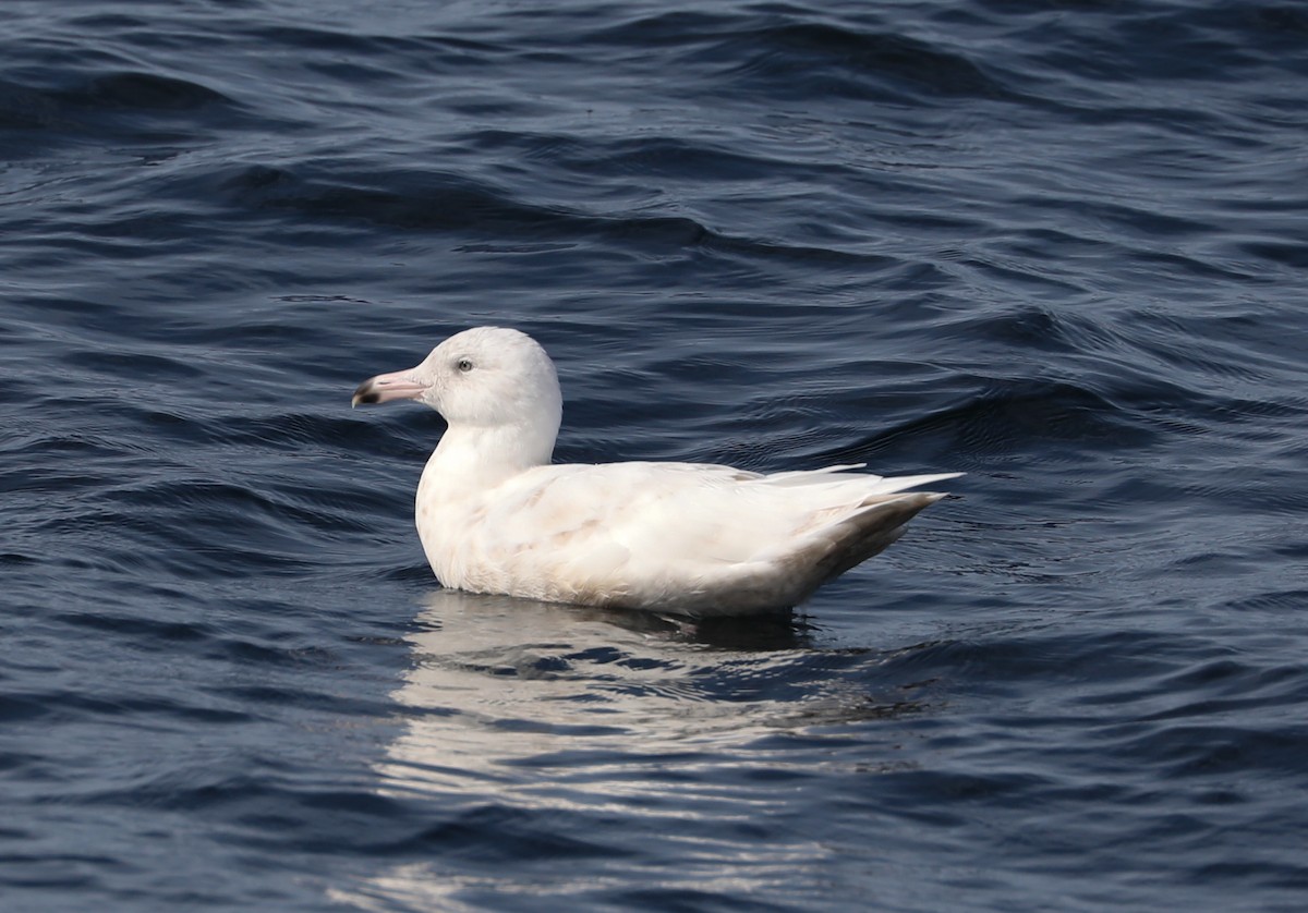 Glaucous Gull - Phil Green