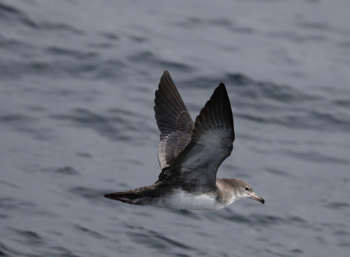 Pink-footed Shearwater - Phil Green