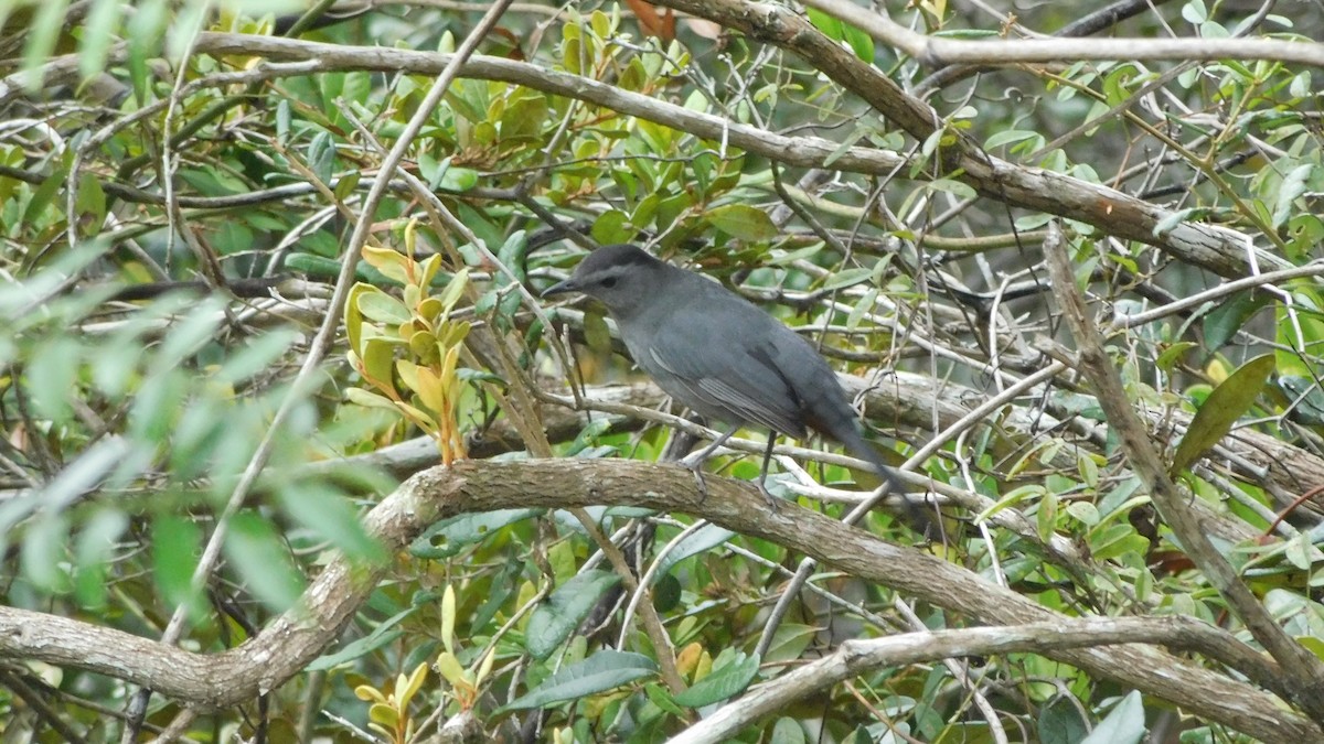 Gray Catbird - ML180932191