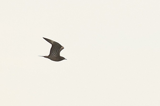 Long-tailed Jaeger - ML180932331