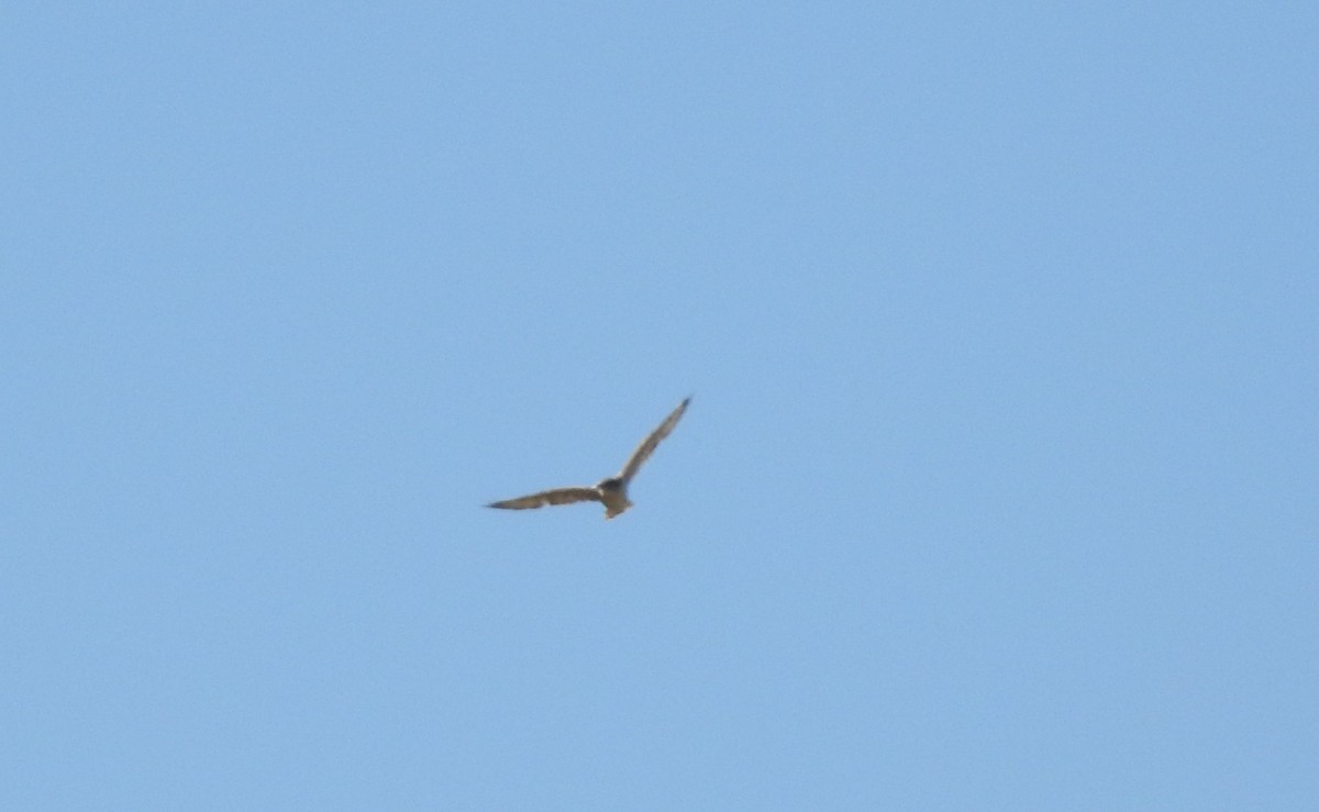 Ferruginous Hawk - ML180932611