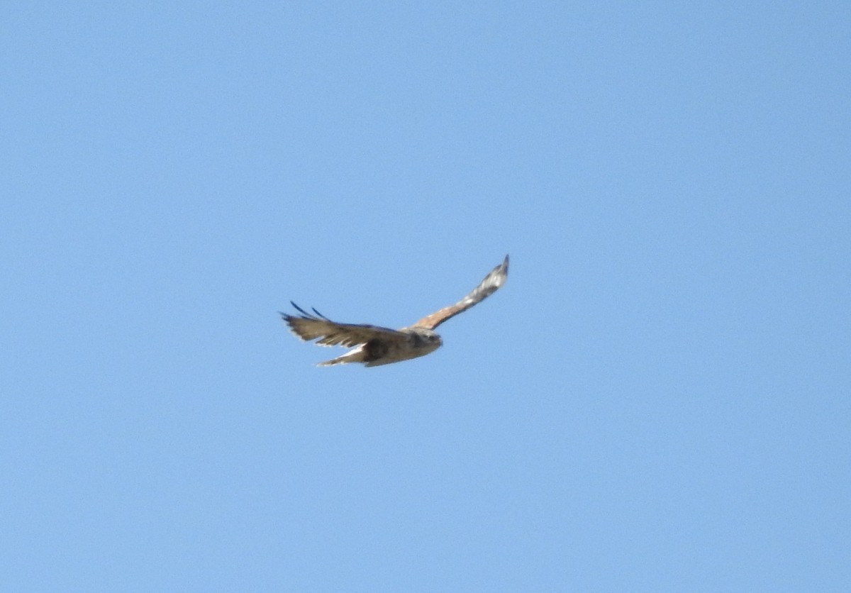 Ferruginous Hawk - ML180932651