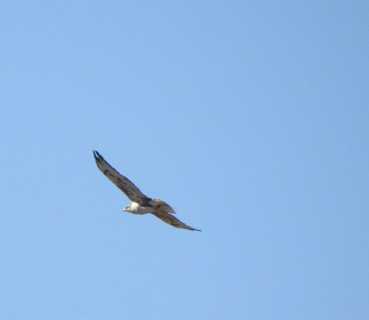 Ferruginous Hawk - ML180932671