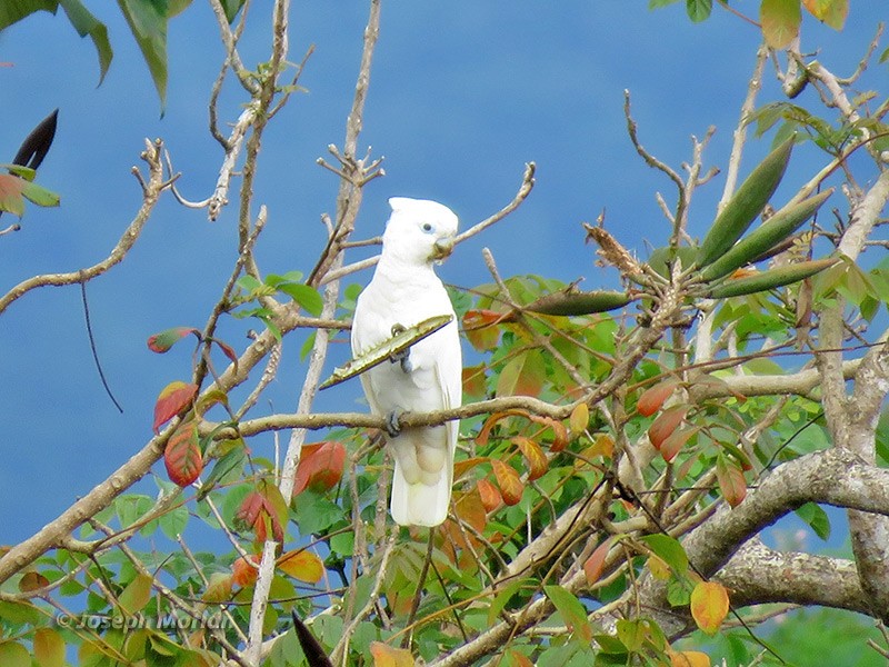 Ducorps's Cockatoo - Joseph Morlan