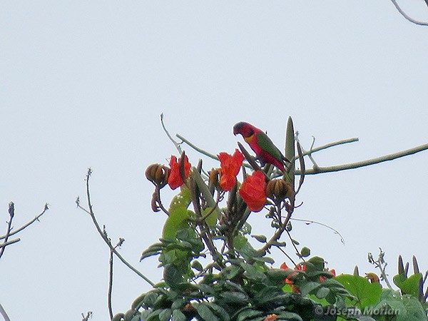 Yellow-bibbed Lory - ML180932781