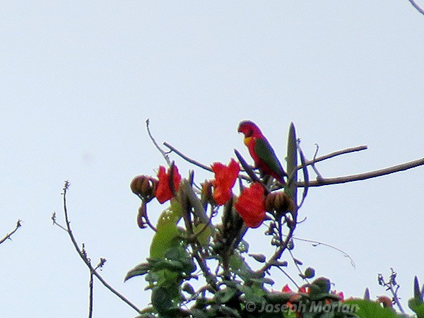 Yellow-bibbed Lory - ML180932821