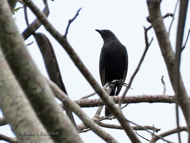 Brown-winged Starling - ML180933011