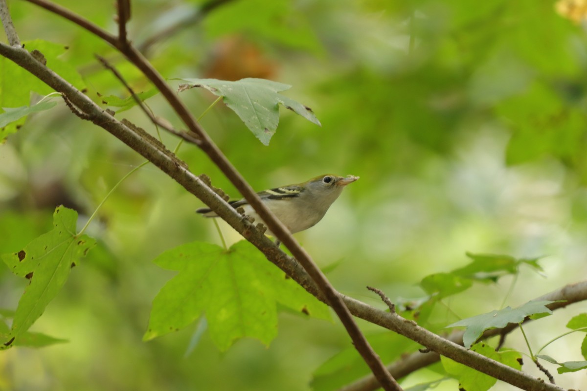 Chestnut-sided Warbler - ML180934091