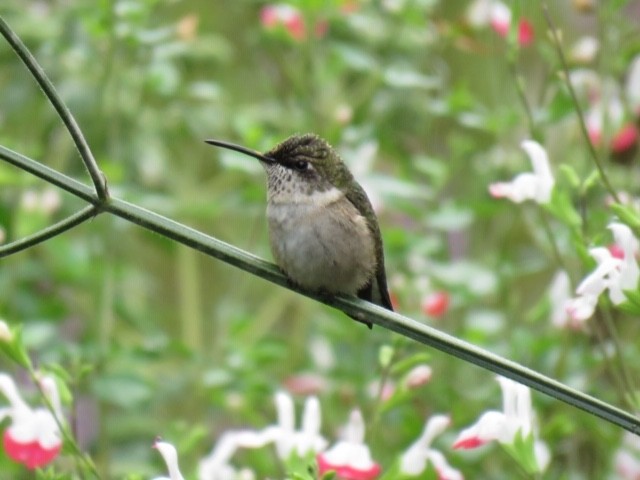 Ruby-throated Hummingbird - Alec Humann