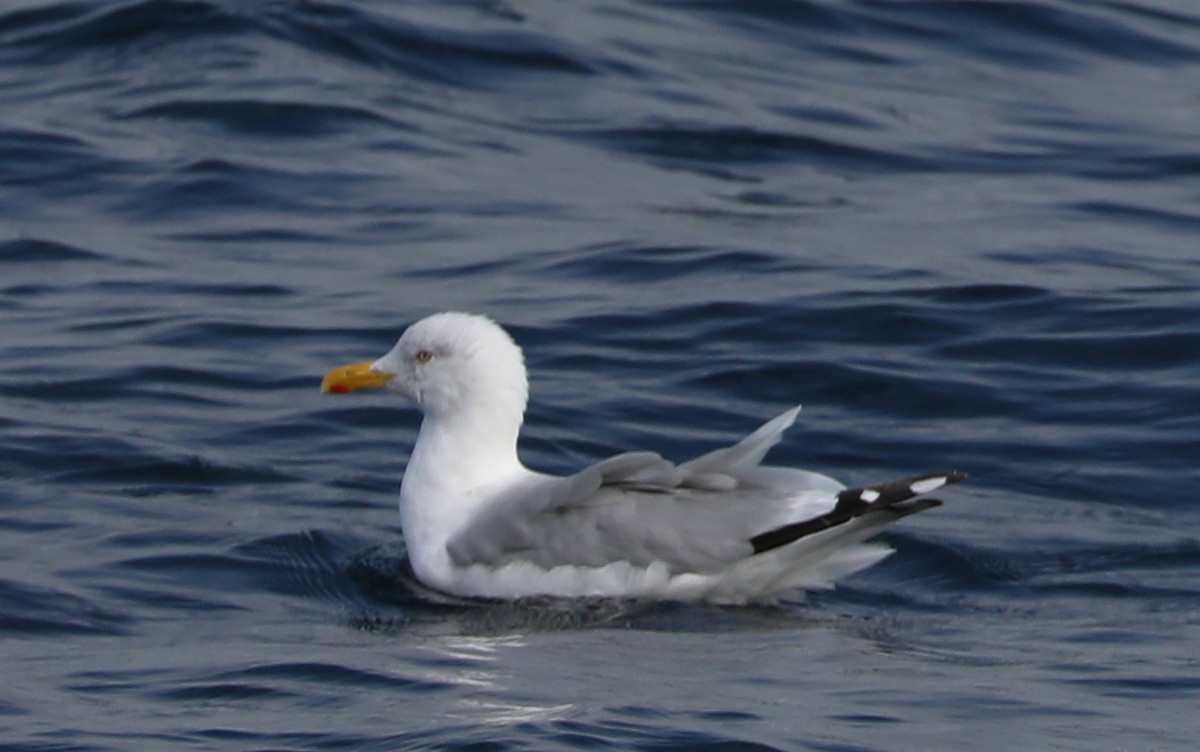 Herring Gull - ML180936431