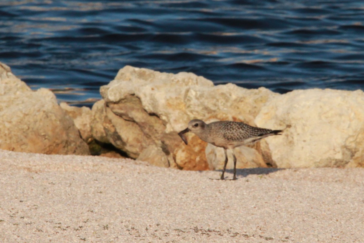 American Golden-Plover - ML180936651