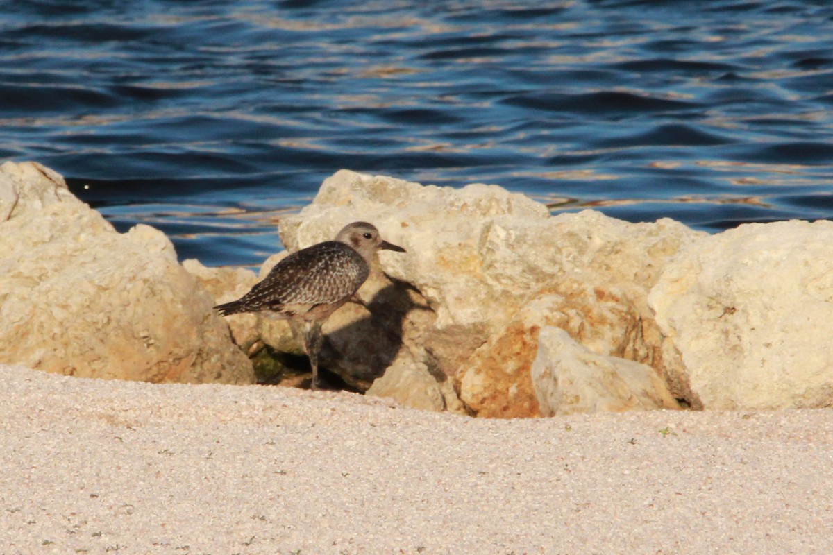 American Golden-Plover - ML180936661